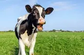 Milk